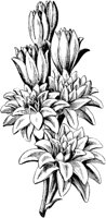 PLF078D.TIF