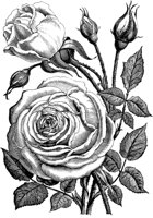 PLF078C.TIF