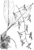 PLF077E.TIF