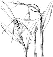PLF077D.TIF