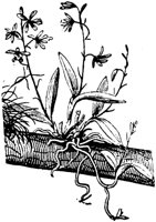 PLF077C.TIF