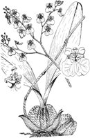 PLF077A.TIF