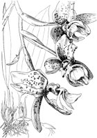 PLF076D.TIF