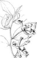 PLF076C.TIF