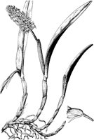 PLF075D.TIF
