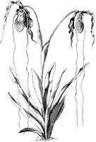 PLF075C.TIF