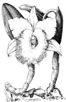 PLF074C.TIF
