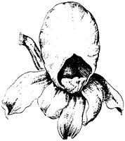 PLF073D.TIF