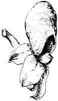 PLF073C.TIF