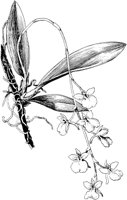 PLF073A.TIF