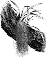 PLF072A.TIF