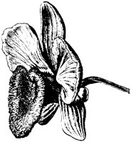 PLF071E.TIF