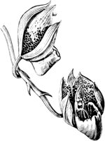 PLF071D.TIF