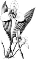 PLF071A.TIF