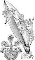 PLF070D.TIF