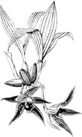 PLF070C.TIF