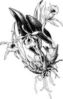 PLF070B.TIF
