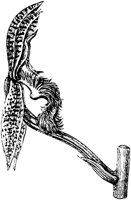 PLF069E.TIF