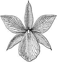 PLF069C.TIF