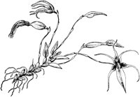PLF068D.TIF