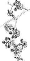 PLF068C.TIF