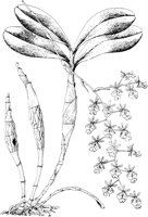 PLF067C.TIF