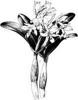 PLF067A.TIF