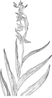 PLF066E.TIF
