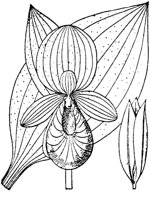 PLF066C.TIF