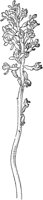 PLF066A.TIF