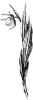 PLF065I.TIF
