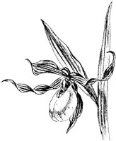 PLF065H.TIF