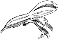 PLF065D.TIF