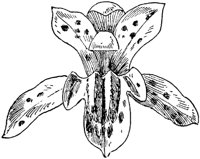 PLF065C.TIF