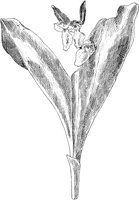 PLF065A.TIF