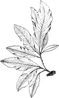 PLF023H.TIF