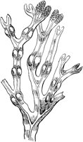 PLF023G.TIF
