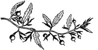 PLF023F.TIF