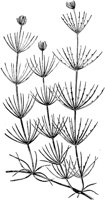 PLF023D.TIF