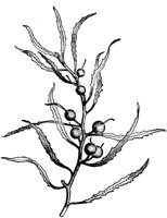 PLF023C.TIF