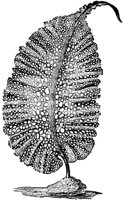 PLF023A.TIF