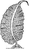 PLF022G.TIF
