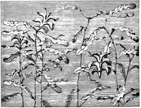 PLF022F.TIF