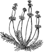 PLF022E.TIF