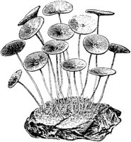 PLF022C.TIF