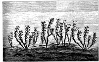 PLF022A.TIF