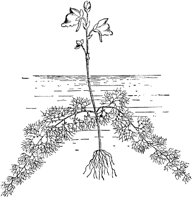 PLF021G.TIF