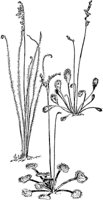 PLF021F.TIF