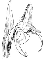 PLF021C.TIF