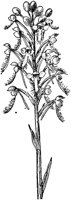 PLF021A.TIF